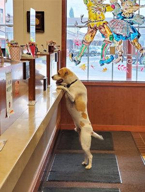Rocket the Dog visiting the Bank